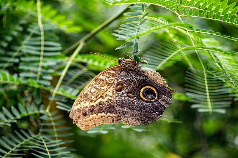 Butterfly Effect Rule